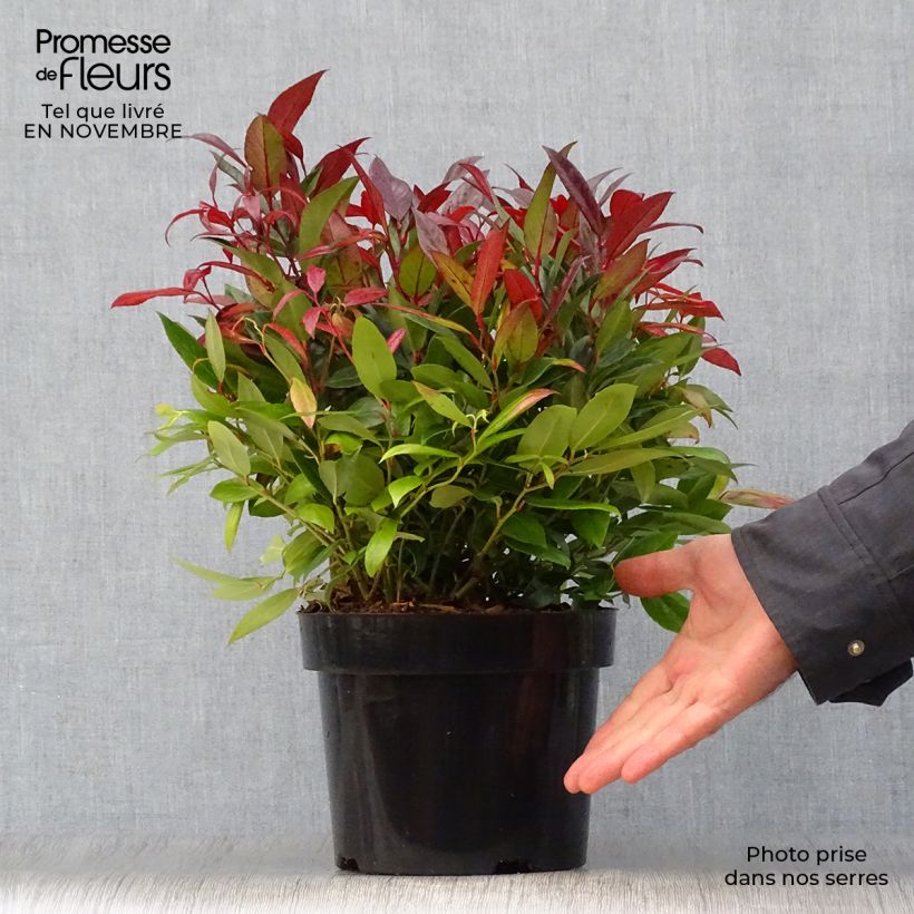 Example of Traubenheide Scarletta - Leucothoe fontanesiana Topf mit 2L/3L as you get in automne