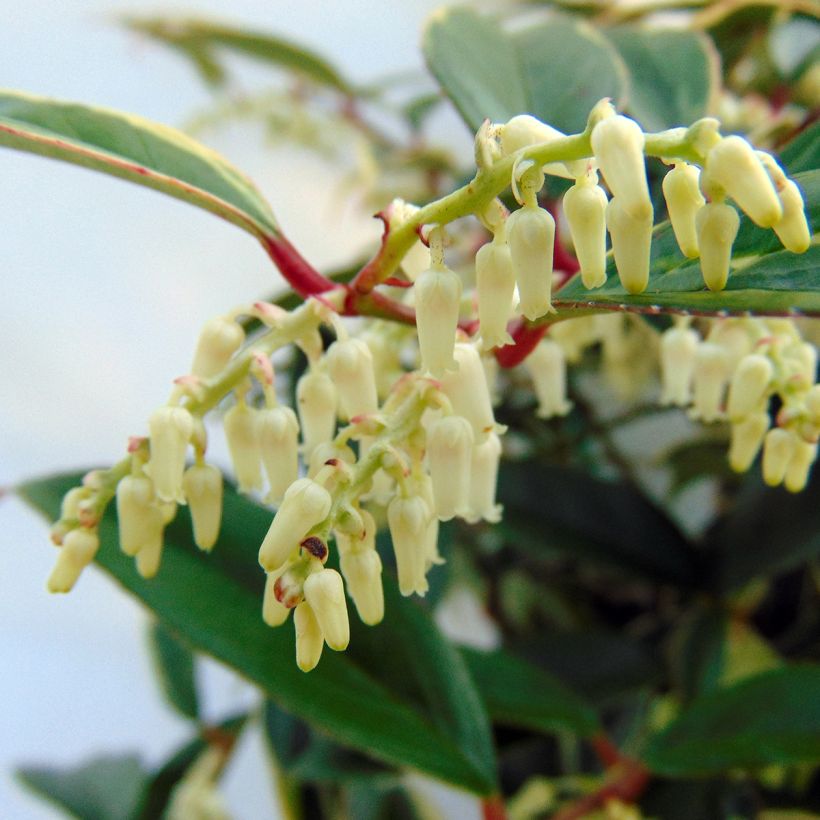 Traubenheide Whitewater - Leucothoe fontanesiana (Flowering)