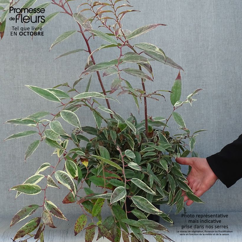 Example of Traubenheide Whitewater - Leucothoe fontanesiana Topf mit 2L/3L as you get in automne