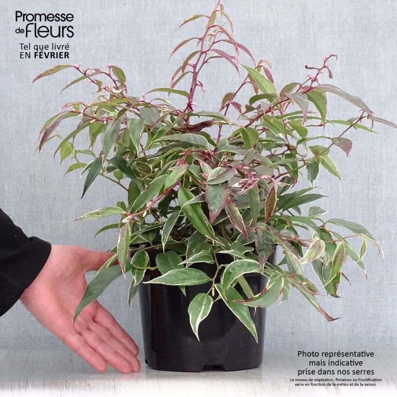 Exemplar von Traubenheide Whitewater - Leucothoe fontanesiana Topf mit 2L/3L wie im Winter geliefert