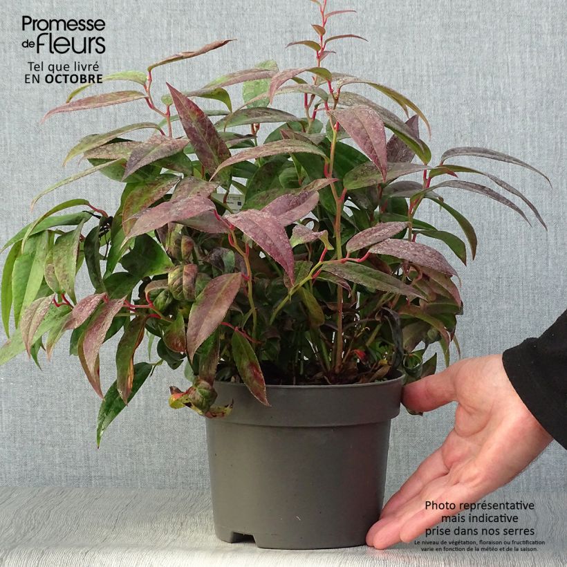 Example of Traubenheide Zebonard - Leucothoe fontanesiana Topf mit 2L/3L as you get in automne