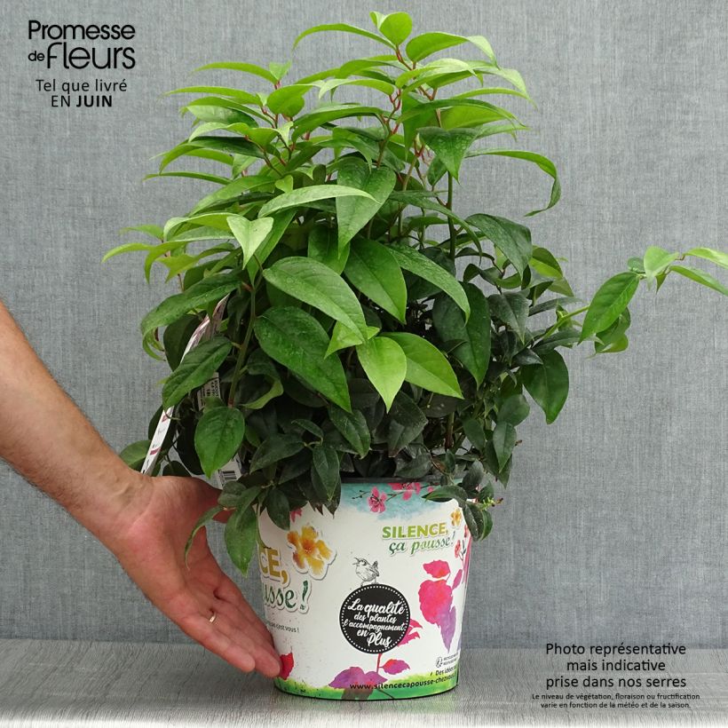 Example of Traubenheide Dark Diamond - Leucothoe fontanesiana Topf mit 4L/5L as you get in ete