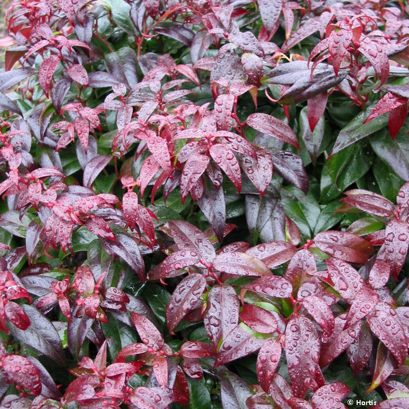 Traubenheide Dark Diamond - Leucothoe fontanesiana (Foliage)