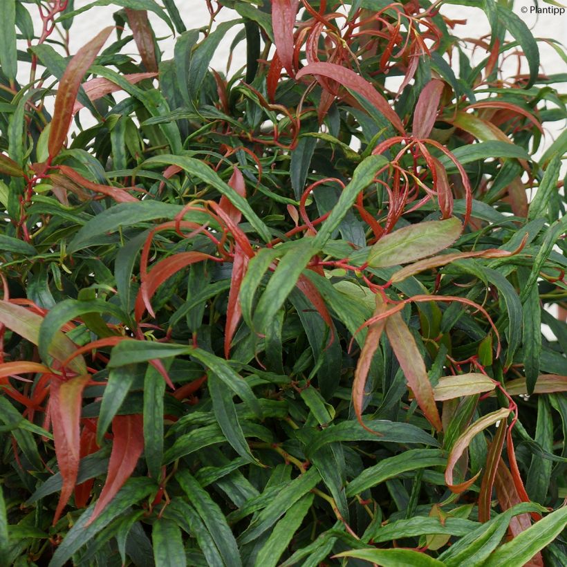 Traubenheide Halloween - Leucothoe keiskei (Foliage)