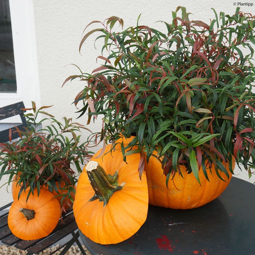 Traubenheide Halloween - Leucothoe keiskei (Plant habit)