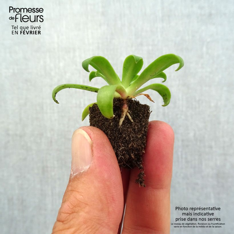 Example of Lewisia cotyledon Ruby Red - Bitterwurz Mini-Plug Ø 1,5/2,5 cm as you get in automne