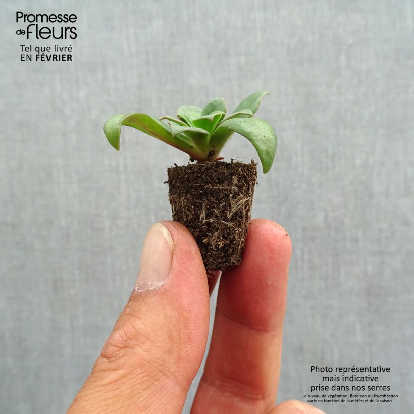 Example of Lewisia cotyledon Elise Mix - Bitterwurz Mini-Plug Ø 1,5/2,5 cm as you get in automne