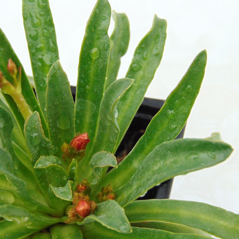 Lewisia cotyledon Mix - Bitterwurz (Foliage)