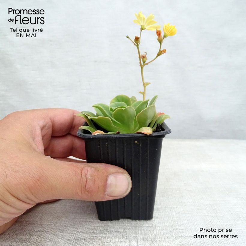 Exemplar von Lewisia cotyledon Mix - Bitterwurz Kleine Töpfe von 7/8 cm wie im Frühjahr geliefert