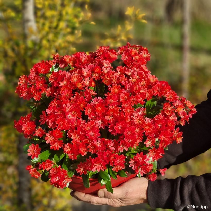 Lewisia Sunset Glow - Bitterwurz, (Hafen)