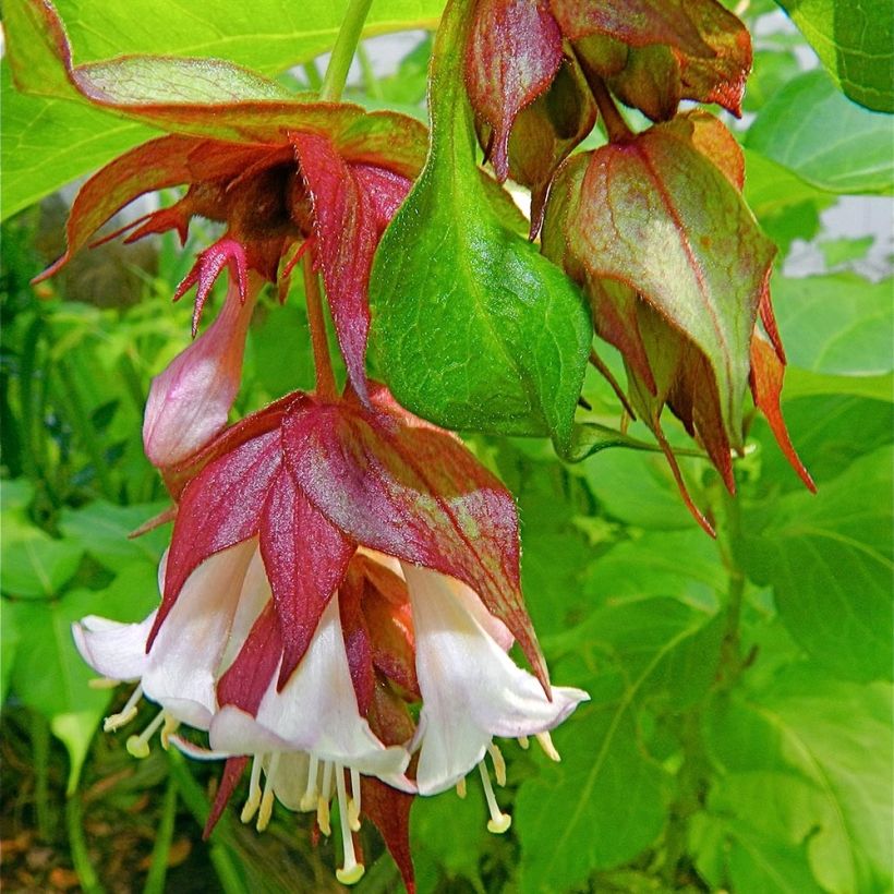 Leycesteria formosa - Buntdachblume (Flowering)