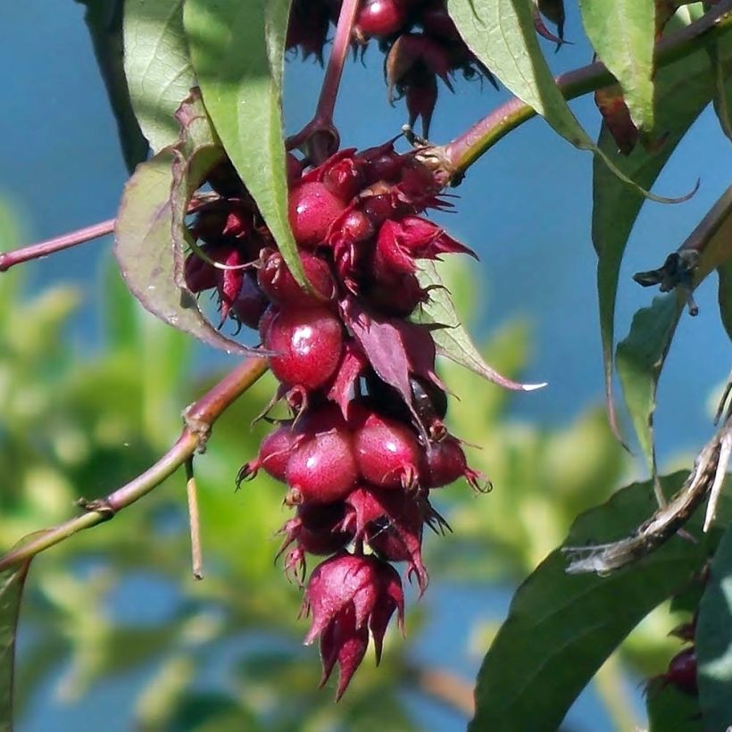 Leycesteria formosa - Buntdachblume (Harvest)