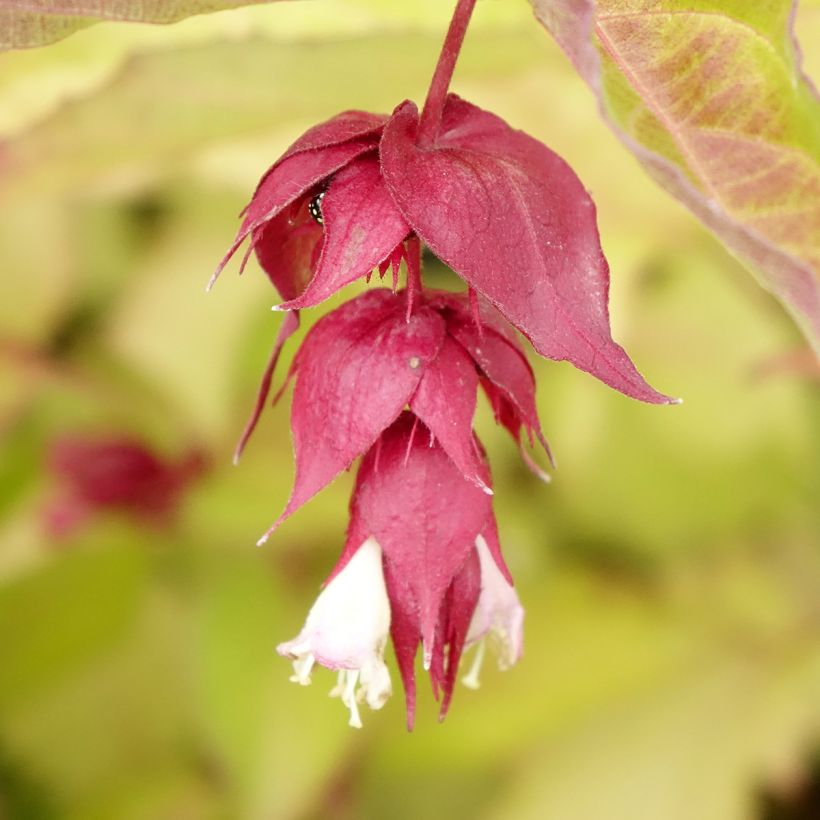 Leycesteria formosa Golden Lanterns - Buntdachblume (Flowering)