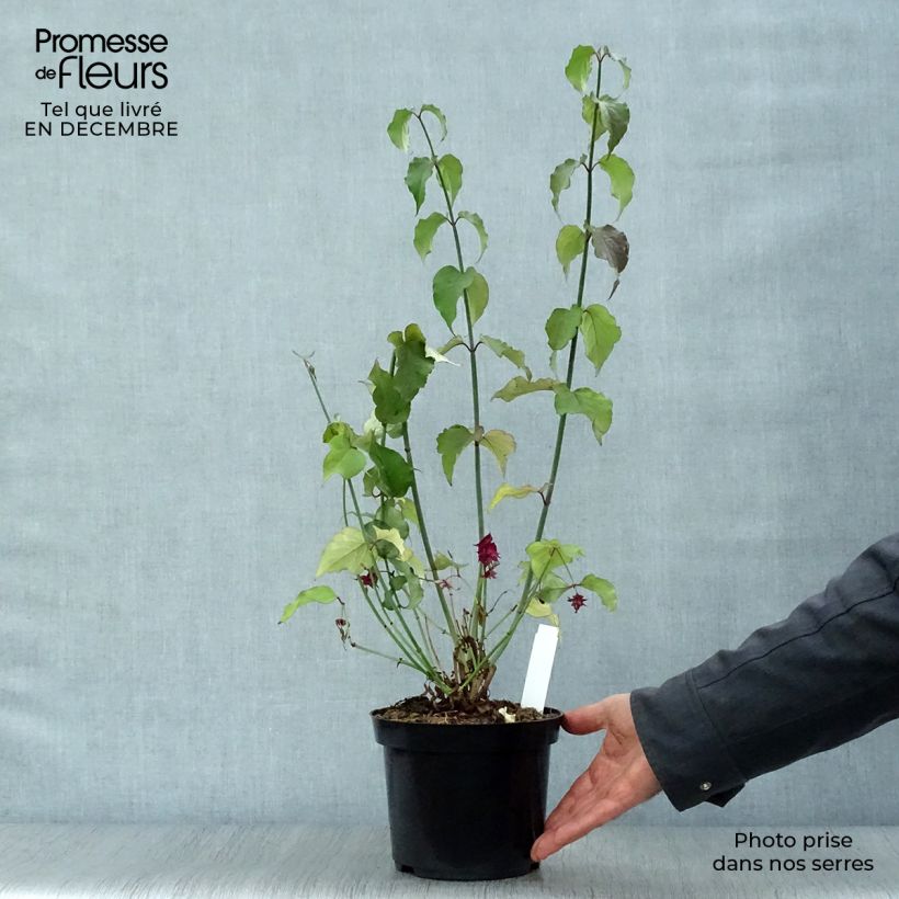 Exemplar von Leycesteria formosa Purple Rain - Buntdachblume Topf mit 2L/3L wie im Winter geliefert