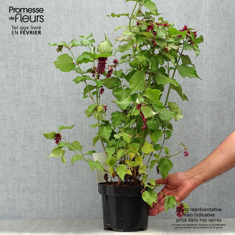 Example of Leycesteria formosa Purple Rain - Buntdachblume Topf mit 2L/3L as you get in automne