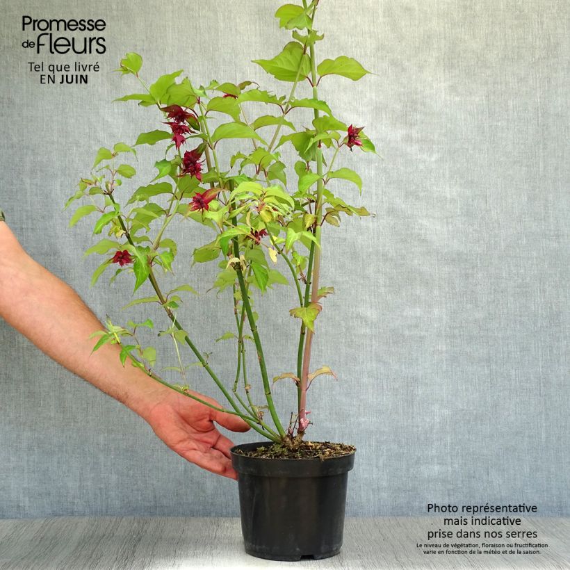 Exemplar von Leycesteria formosa Purple Rain - Buntdachblume Topf mit 2L/3L wie im Sommer geliefert