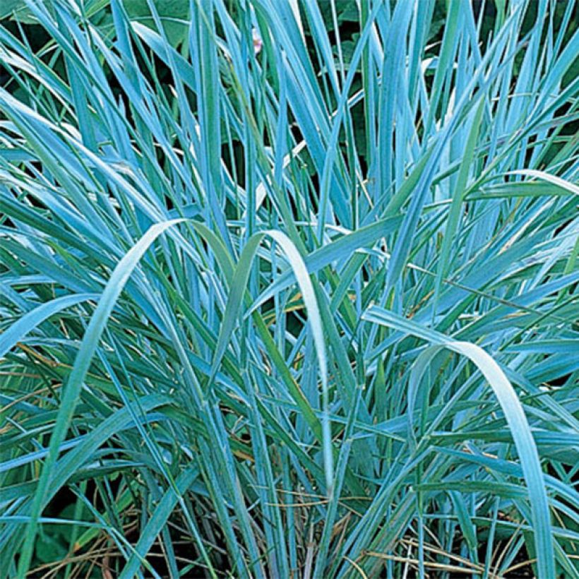 Leymus arenarius - Strandroggen (Foliage)