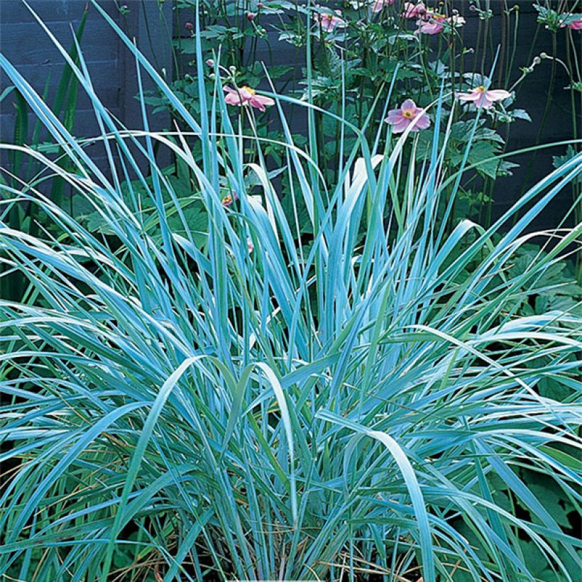 Leymus arenarius - Strandroggen (Plant habit)