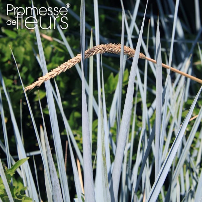 Leymus arenarius Blue Dune - Strandroggen (Foliage)