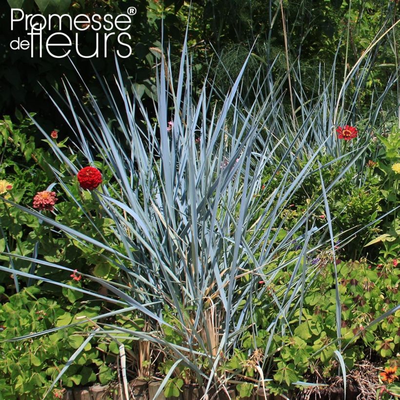 Leymus arenarius Blue Dune - Strandroggen (Plant habit)
