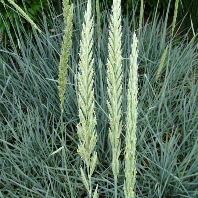 Leymus arenarius Blue Dune - Strandroggen (Flowering)