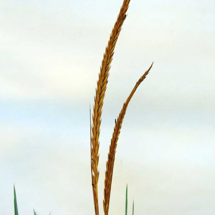Leymus arenarius - Strandroggen (Flowering)