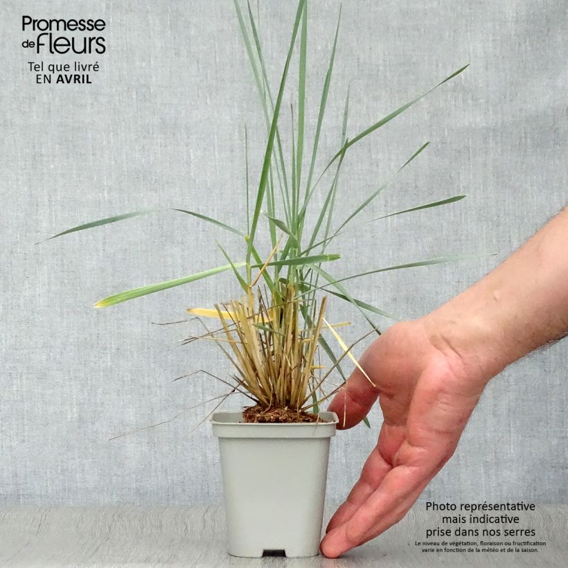 Exemplar von Leymus arenarius - Strandroggen Kleine Töpfe von 8/9 cm wie im Frühjahr geliefert