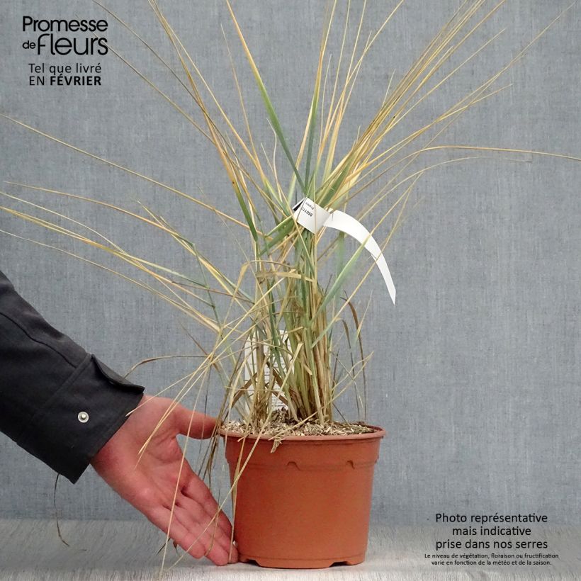 Exemplar von Leymus arenarius - Strandroggen Topf mit 2L/3L wie im Winter geliefert