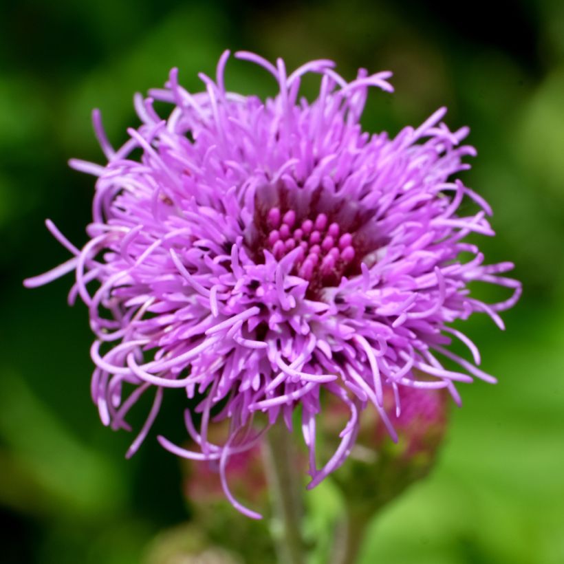 Liatris ligulistylis - Prachtscharte (Flowering)