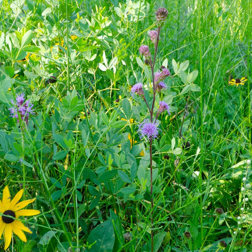 Liatris ligulistylis - Prachtscharte (Plant habit)
