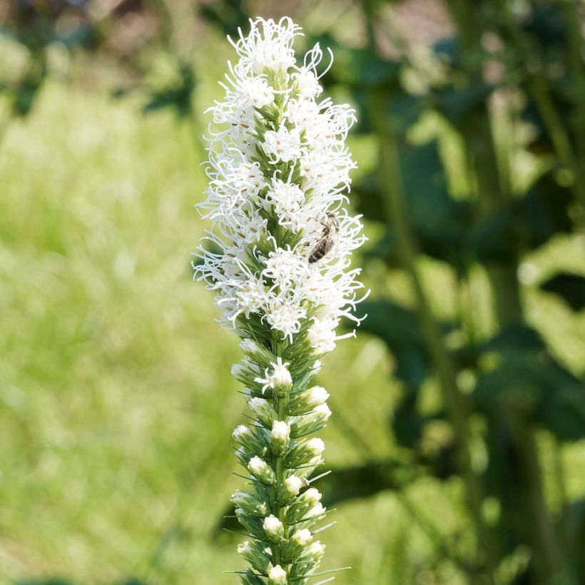 Ährige Prachtscharte Floristan Weiß - Liatris spicata (Flowering)