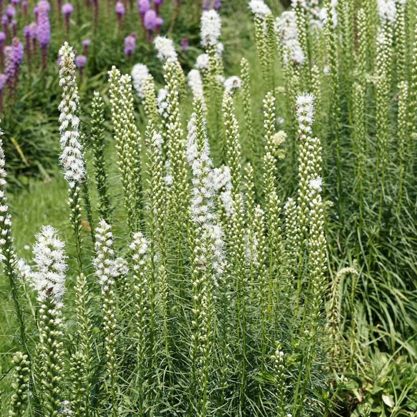 Ährige Prachtscharte Floristan Weiß - Liatris spicata (Plant habit)