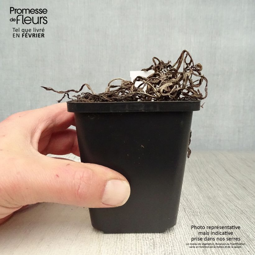 Exemplar von Ährige Prachtscharte - Liatris spicata Kleine Töpfe von 8/9 cm wie im Winter geliefert