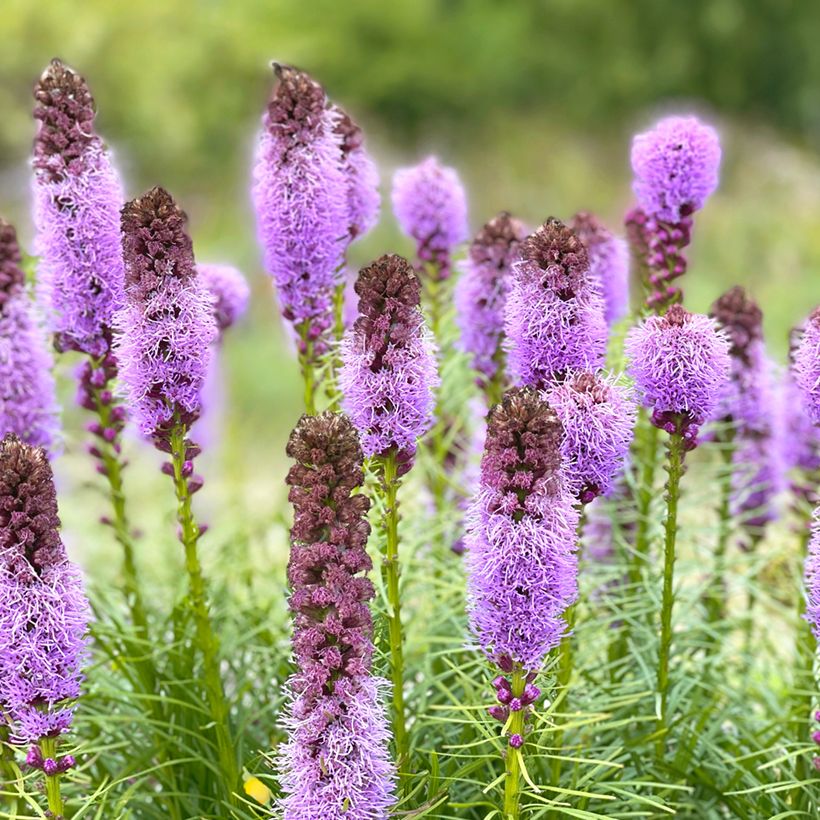 Ährige Prachtscharte - Liatris spicata (Flowering)