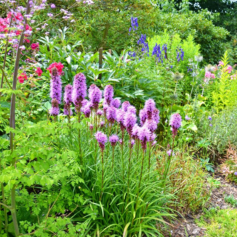 Ährige Prachtscharte - Liatris spicata (Plant habit)