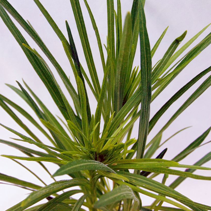Ährige Prachtscharte - Liatris spicata (Foliage)