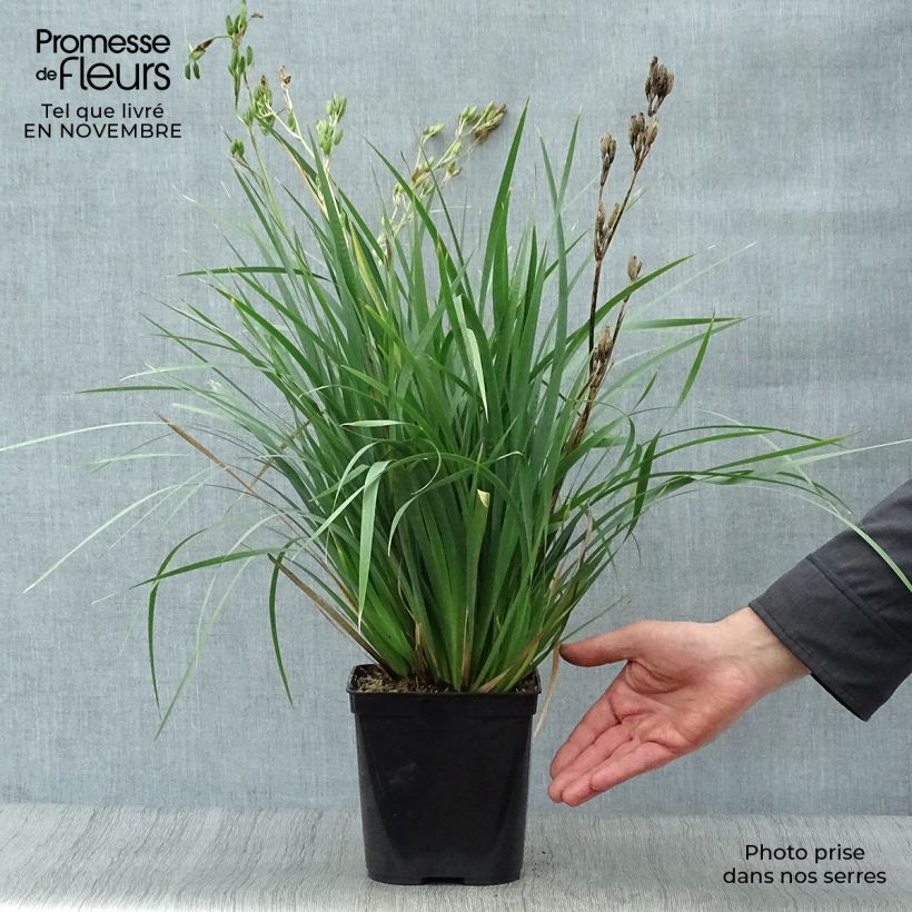 Example of Libertia sessiliflora Caerulescens Topf mit 2L/3L as you get in automne