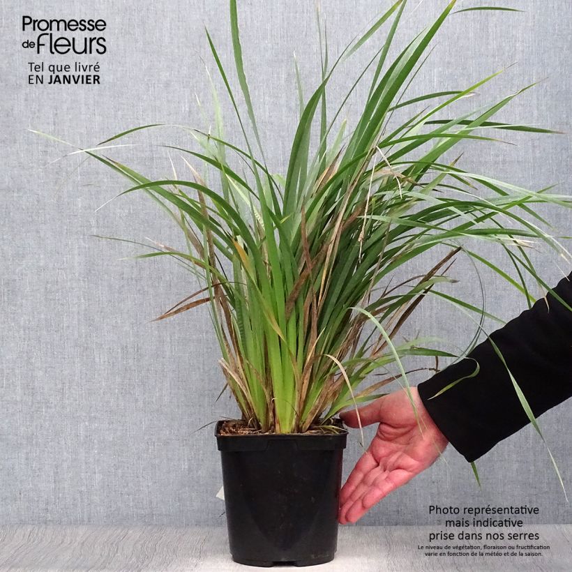 Exemplar von Libertia sessiliflora Caerulescens Topf mit 2L/3L wie im Winter geliefert