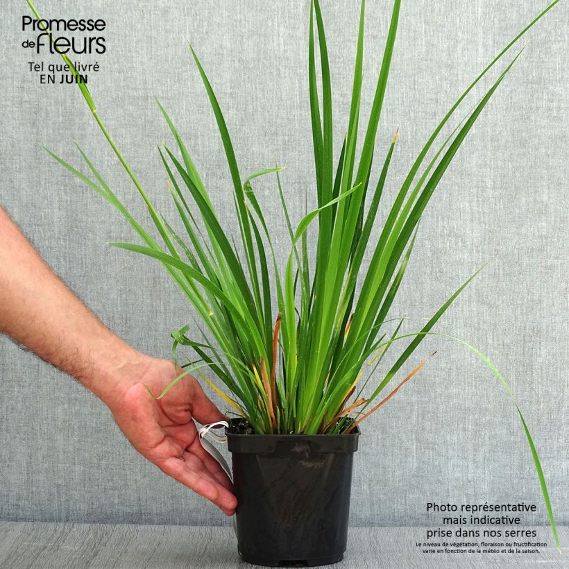 Example of Libertia grandiflora Topf mit 2L/3L as you get in ete