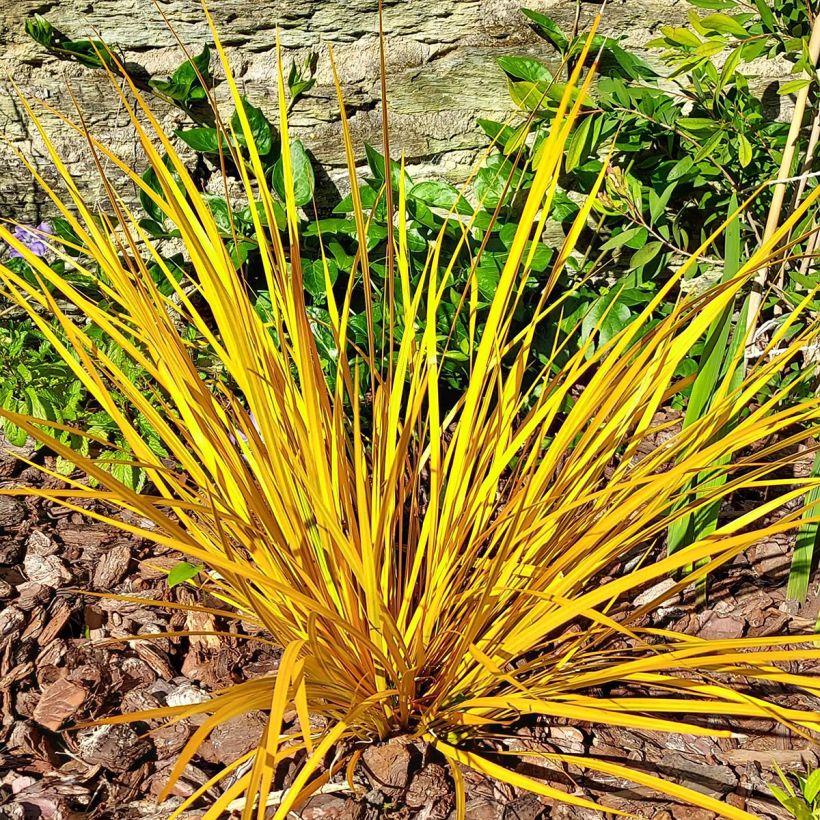 Libertia ixioides Goldfinger (Wuchs)