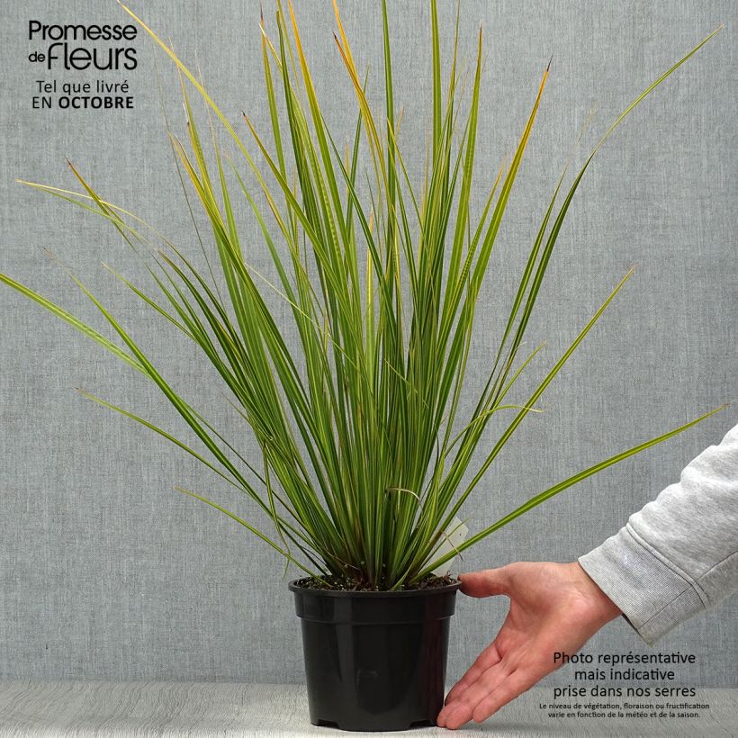 Example of Libertia ixioides Goldfinger Topf mit 2L/3L as you get in automne