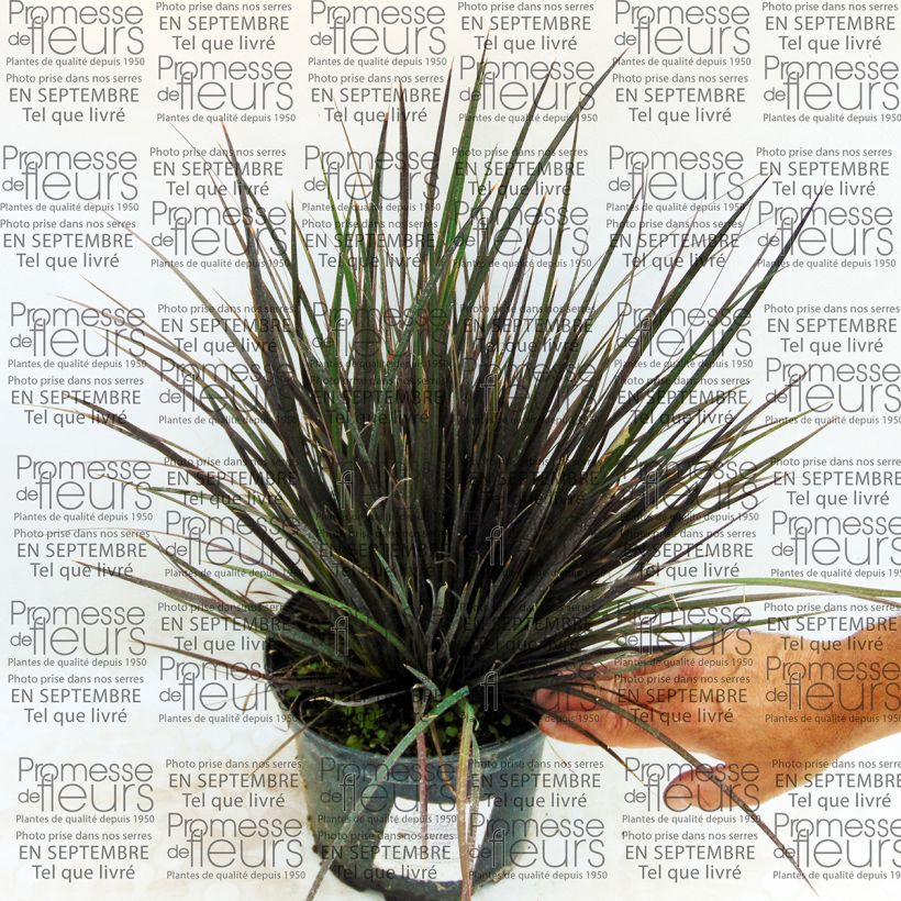 Example of Libertia ixioides Taupo Blaze Topf mit 2L/3L as you get
