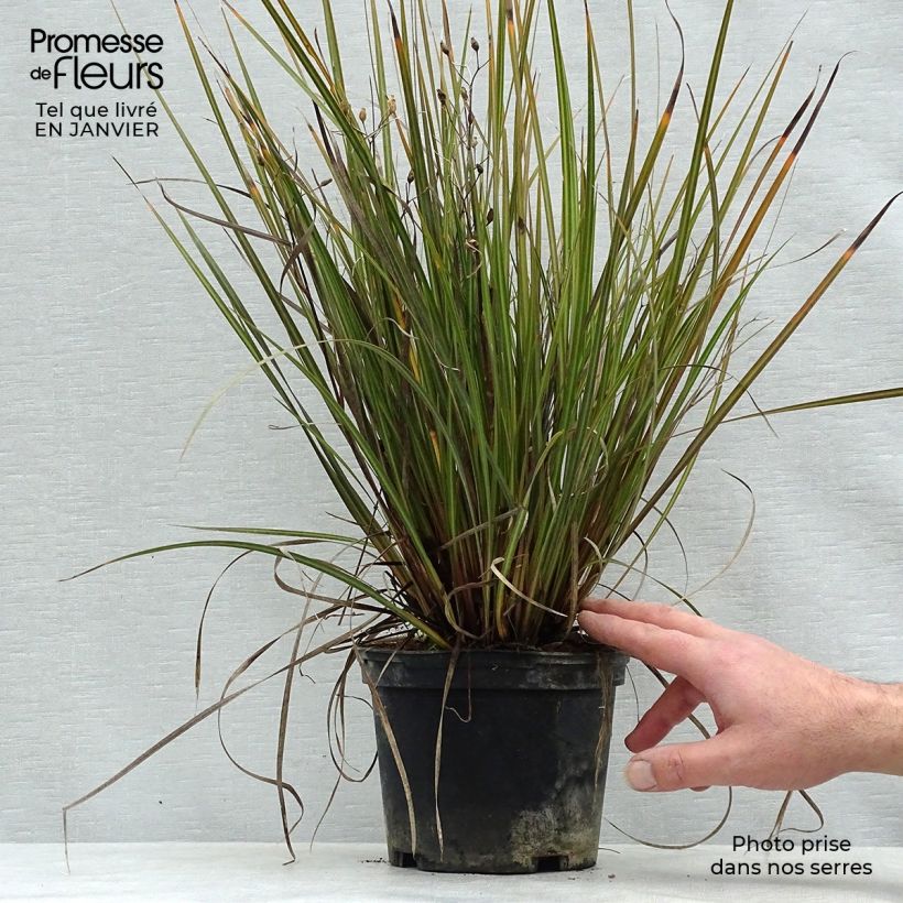 Exemplar von Libertia ixioides Taupo Sunset Topf mit 2L/3L wie im Winter geliefert