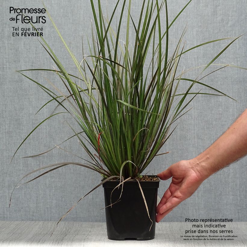 Example of Libertia ixioides Taupo Sunset Topf mit 2L/3L as you get in automne