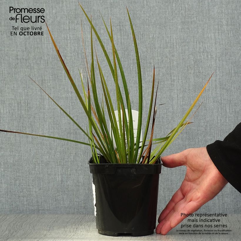 Example of Libertia peregrinans Topf mit 2L/3L as you get in automne