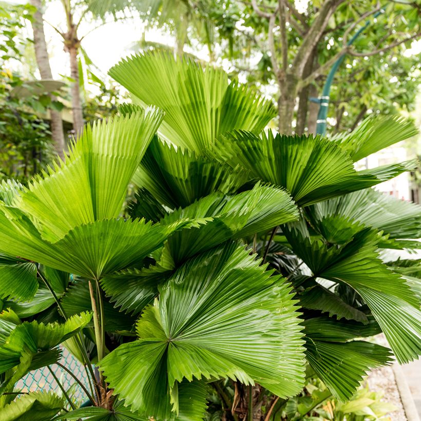 Licuala grandis - Großblättrige Strahlenpalme (Foliage)