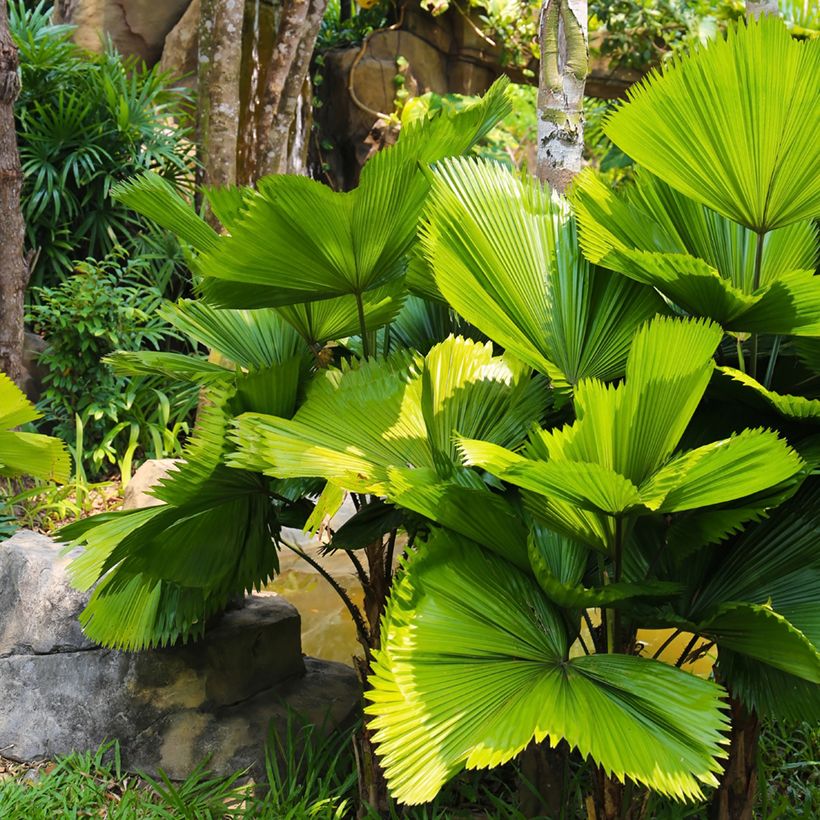 Licuala grandis - Großblättrige Strahlenpalme (Plant habit)