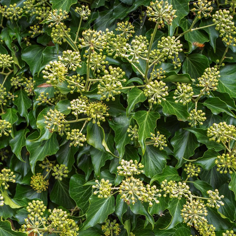 Efeu - Hedera helix Arborescens (Blüte)