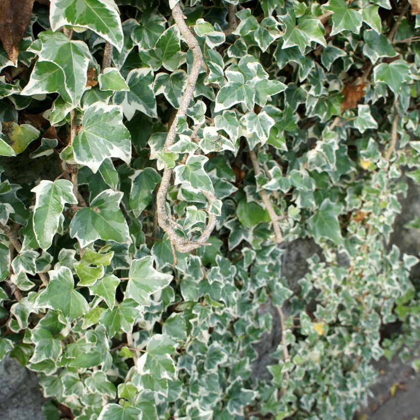 Efeu Eva - Hedera helix (Plant habit)