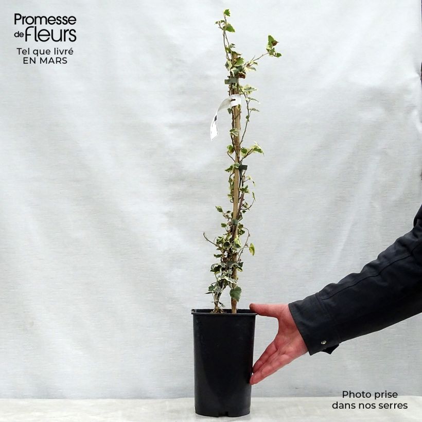 Exemplar von Efeu Marginata Elegantissima - Hedera helix Topf mit 2L/3L wie im Frühjahr geliefert